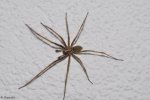 Spinne2[Vollbild-DSLR PCGHX].JPG