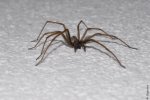 Spinne3[Vollbild-DSLR PCGHX].JPG