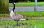 DSC03354.jpg