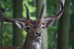 Hirsch 03_WQHD.jpg