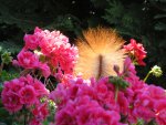 IMG_0851.jpg