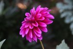 k-IMG_6145.JPG