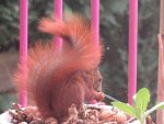 Eichhörnchen IMG_0392.jpg