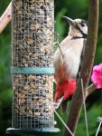 Buntspecht IMG_0682.jpg