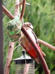 Buntspecht IMG_0758.jpg