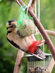 Buntspecht IMG_0689.jpg