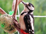 Buntspecht IMG_0794.jpg