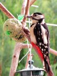 Buntspecht IMG_0796.jpg