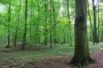 Wald.jpg