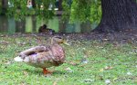Ente.jpg