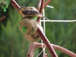 Blaumeise - einziger blau-gelber Vogel Europas - Baby - IMG_0791.jpg