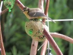 Blaumeise - einziger blau-gelber Vogel Europas - Baby - IMG_0790.jpg