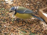 Blaumeise - einziger blau-gelber Vogel Europas - IMG_0438.jpg