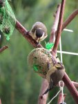 Blaumeise - einziger blau-gelber Vogel Europas - Baby - IMG_0805.jpg