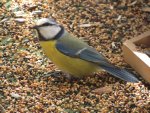Blaumeise - einziger blau-gelber Vogel Europas - IMG_0440.jpg