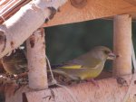 Grünfink bzw Grünling - IMG_0415.jpg