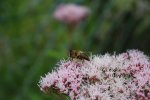 Bienenfliege.jpg