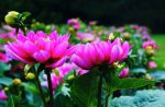 DSC03295.jpg
