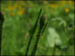 Wald 044.jpg