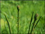 Wald 047.jpg
