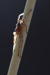 Spinne.jpg