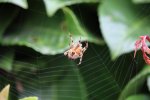 Spider 02.JPG