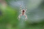Spider 03.JPG