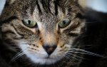DSC04110.jpg