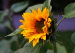 DSC04503.jpg