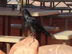 DSC01564.jpg