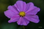 FlyPic (3).jpg