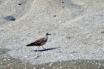 DSC_1810_s.JPG