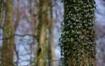 16x10_Baum.jpg