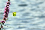 IMG_5080_pcgh.jpg