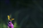 IMG_5051_pcgh.jpg