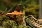 DSC_0026_DxO.jpg