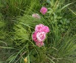 2013-07-19-071.jpg