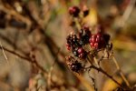 DSC_0139_DxO.jpg