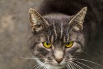 katze augen leuchten-1.jpg