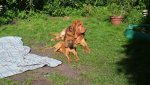 Hunde2.jpg