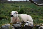 Irish_Sheep.jpg