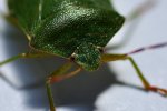 DSC_0019a.jpg
