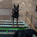 Hund.jpg