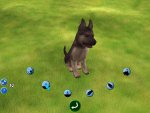 doggies_640x480_screenshot_2.jpg