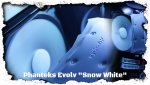 SnowWhite Titelbild Ohne Logo.jpg