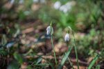 DSC01278-1.jpg