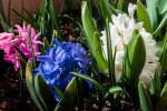 DSC_2058s.jpg