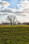 Tree (1 von 1)_50.jpg