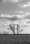 Tree (1 von 1)_45.jpg
