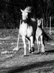 horse (1 von 1)_40.jpg